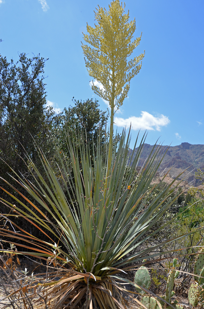 Bigelow's Beargrass is a native species, a shrub or subshrub and maybe a tree, with greenish-blue leaves in large rosettes. Spanish names include Yuca (Yucca), Sotol and Zacate. Nolina bigelovii 